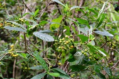 Psychotria costivenia