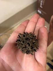 Liquidambar styraciflua