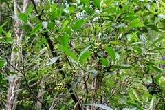 Psychotria costivenia