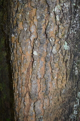 Liquidambar styraciflua