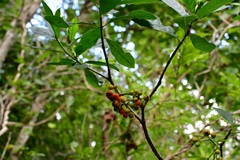 Psychotria costivenia