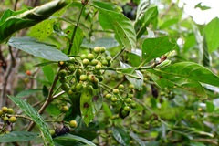 Psychotria costivenia