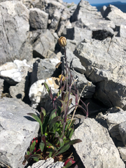 Silene uralensis