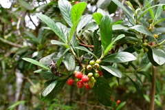 Psychotria erythrocarpa