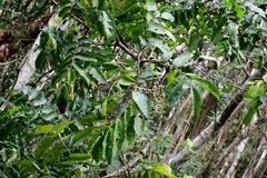 Zanthoxylum ekmanii