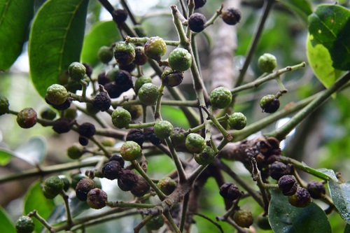 Zanthoxylum ekmanii