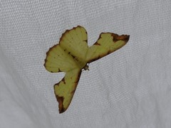 Corymica pryeri