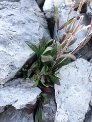 Silene uralensis