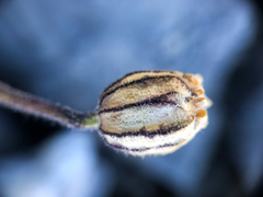 Silene uralensis