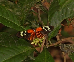 Heliconius erato amazona