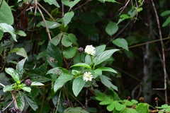 Lippia dulcis