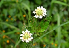 Lippia dulcis