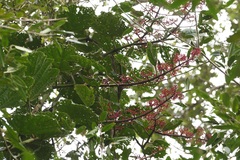 Cissus biformifolia
