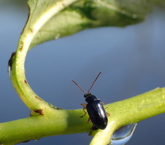 Lysathia ludoviciana