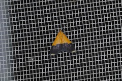 Pyrausta bicoloralis