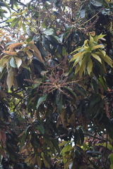 Mangifera indica