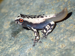 Osteocephalus mimeticus