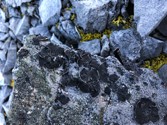 Umbilicaria proboscidea