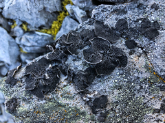 Umbilicaria proboscidea