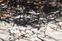 Ctenophorus maculatus