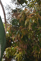 Mangifera indica