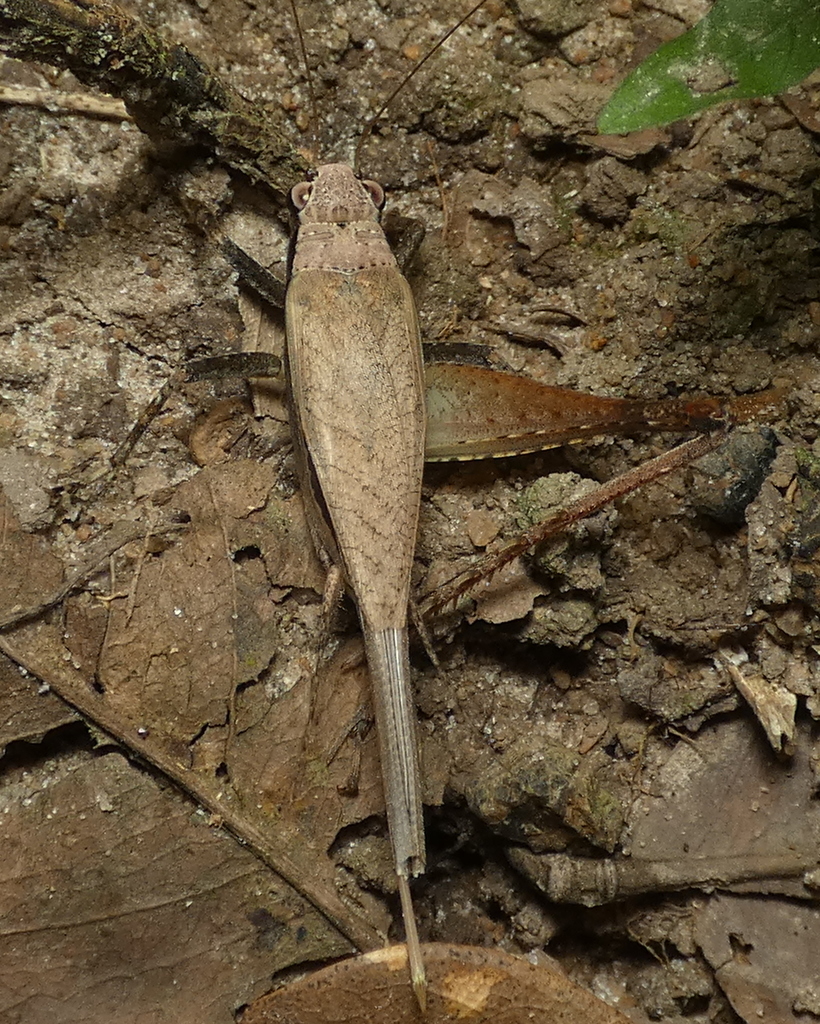 Eneoptera surinamensis