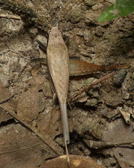 Eneoptera surinamensis
