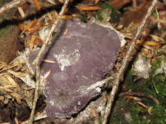 Bionectriaceae