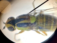 Chlorops sulphureus