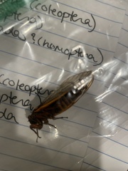 Magicicada septendecim