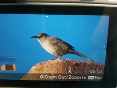 Toxostoma curvirostre