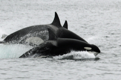 Killer Whale photo 5