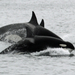 Orca - Photo (c) Robin Gwen Agarwal, some rights reserved (CC BY-NC), uploaded by Robin Gwen Agarwal