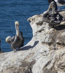 Pelecanus occidentalis