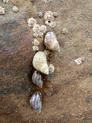 Littorinimorpha