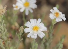 Chaetopappa ericoides