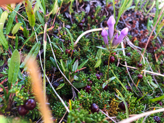 Gentianella propinqua