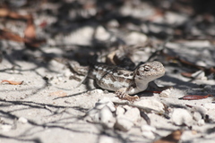 Ctenophorus maculatus