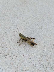 Melanoplus differentialis