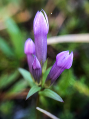 Gentianella propinqua