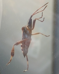 Leptoglossus clypealis