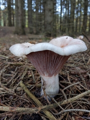 Pudorini