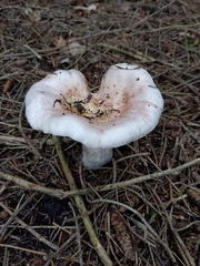 Pudorini