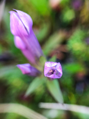 Gentianella propinqua