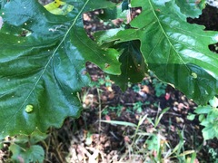 Aceria querci