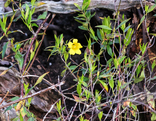 Evening trumpetflower (Gelsemium sempervirens)