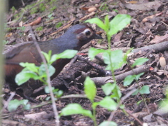 Pteroptochos castaneus