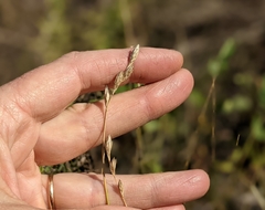 Carex xerantica