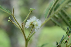 Mimosa quitensis