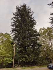 Sequoioideae